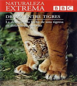 BBC - Naturaleza Extrema - Drama entre Tigres